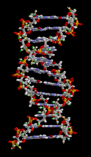 Animation of a rotating DNA structure